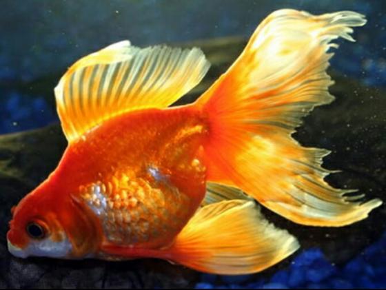 Рибка золота акваріумна