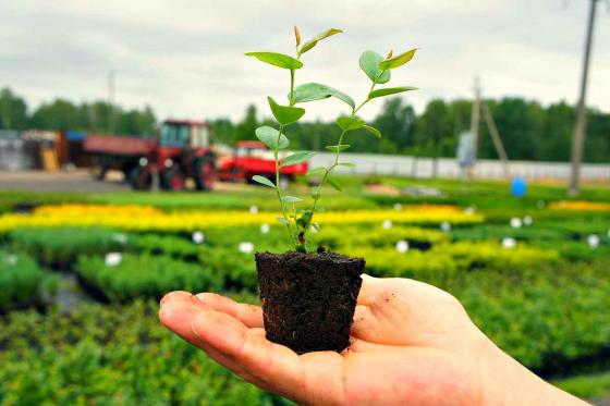 Продам: посевные материалы и средства защиты растений