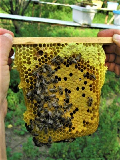 Плідні Бджоломатки Карніка 2020