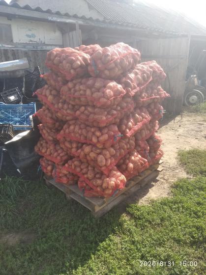 Продам картоплю сорту тайфун