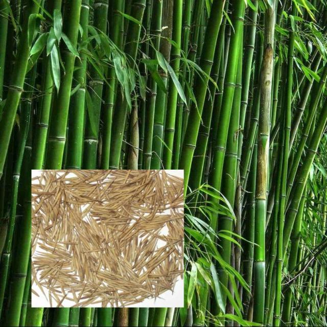 Семена морозостойкого бамбука Мосо 25 шт (Phyllostachys Edulis Moso)