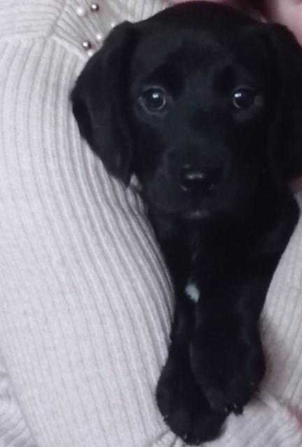 Продам собачку щенка Лабрадора, чорного окрасу, повністю привита є паспорт