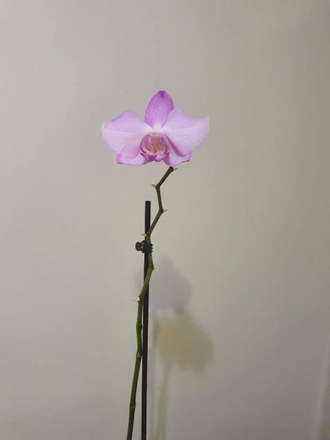 Орхидея фаленопсис 72 см