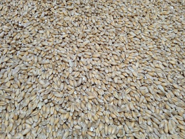 Продам пшеницю. В кількості 60 тон.
