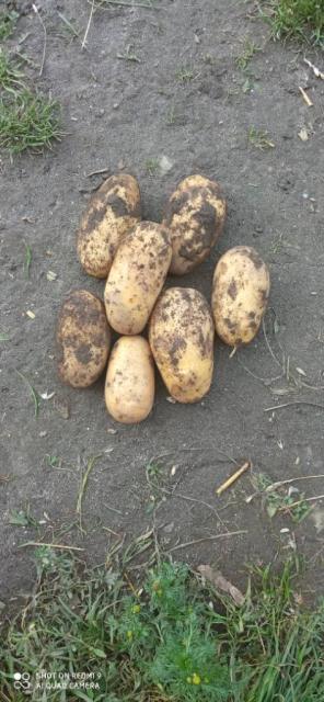 Продається велика картопля