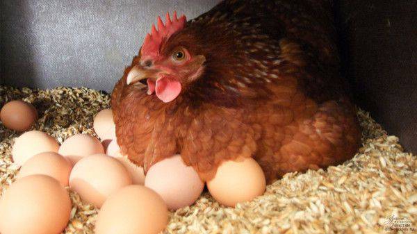 Продам домашні яйця )