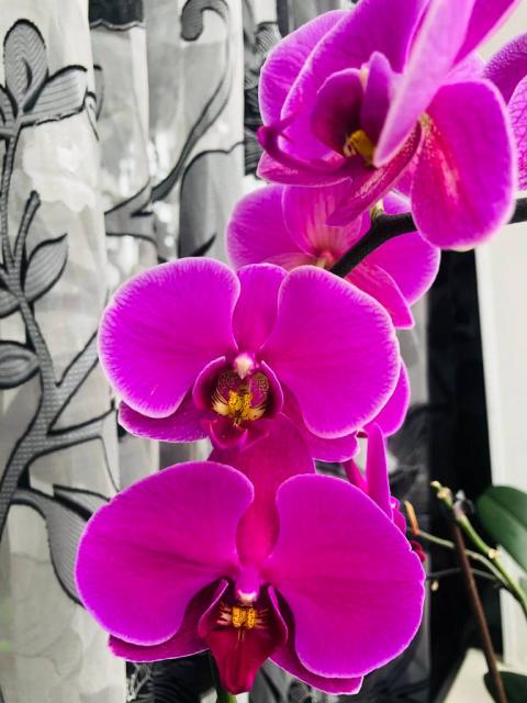 Дітки орхідеї(крупна квітка 7-8 см)тел0680626012