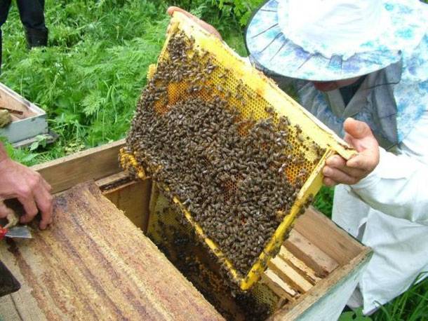 Продам бджоло -пакети