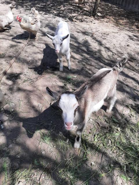 Продам козенят(кізочки) від молочної кози