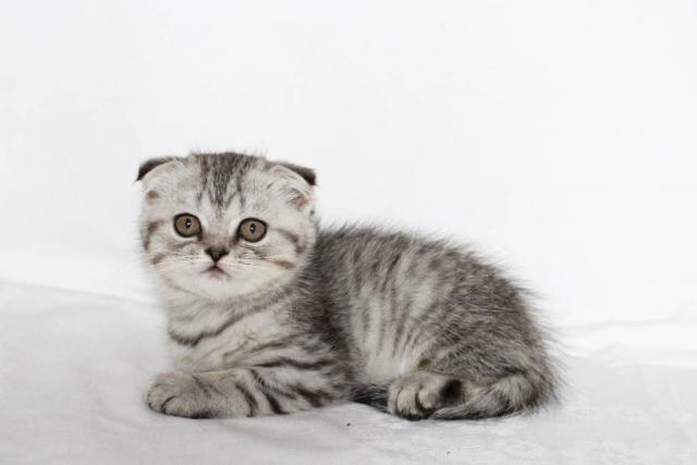 Шикарный шотландский котенок-мальчик вислоухий породы скоттиш фолд, серебристого шиншиллового окраса SFS ns 11, современного типа
