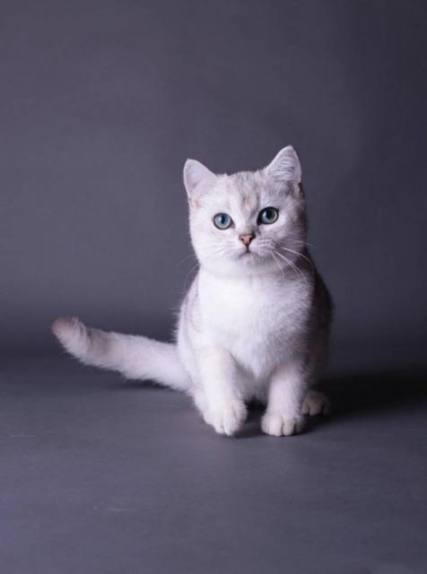 Котенок британской серебристой шиншиллы