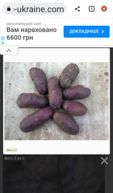 Куплю картошку домашнюю Цыганка