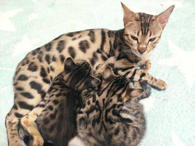Бенгальскі кошенята