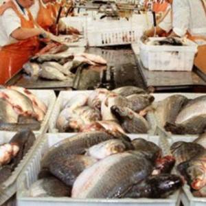 Рибний цех для переробки 1000 кг favor