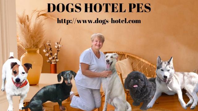 Готель для перетримки собак в Києві - Dogs Hotel Pes