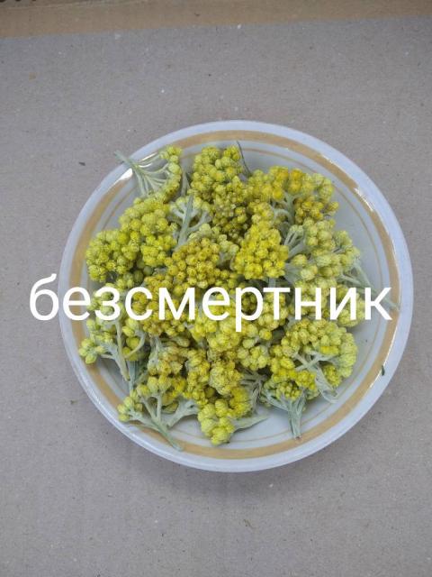 Безсмертник.  Безсмертник