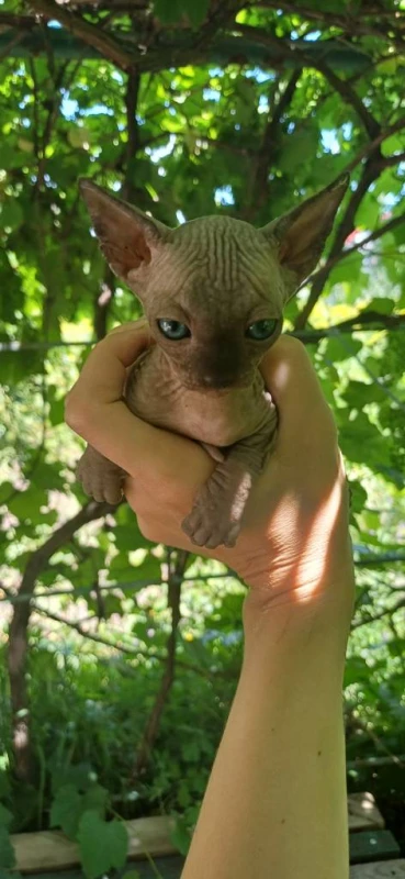 Кошенята породи канадський сфінкс, Лозова — 1/2