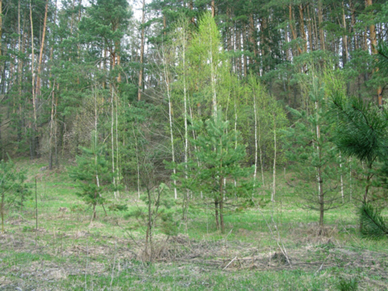 Земельна ділянка продаж Євминка, Євминка — 10/10