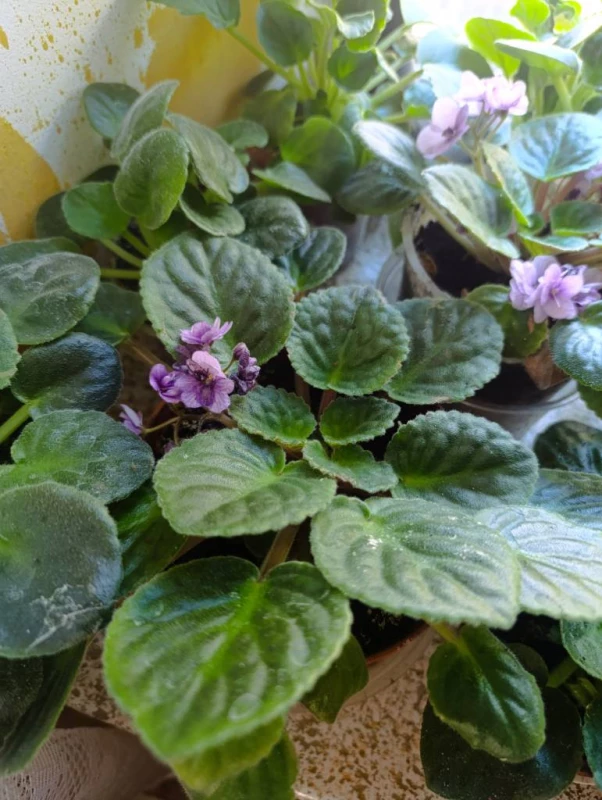Продаж фіалки великі кущики, Днепр — 5/5