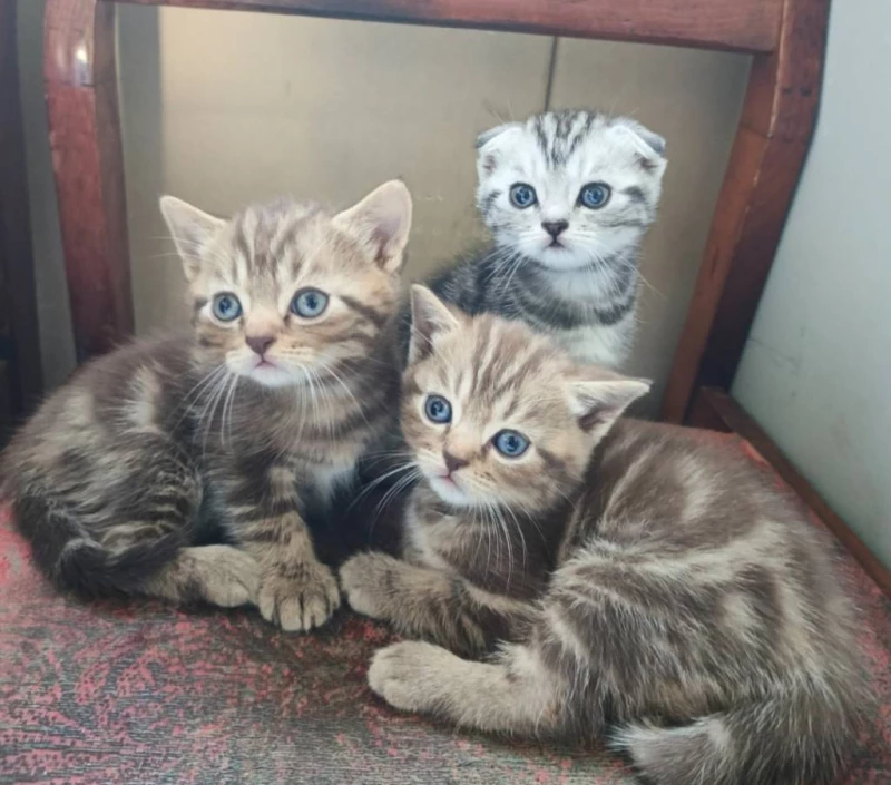 Мраморные шотландские котята