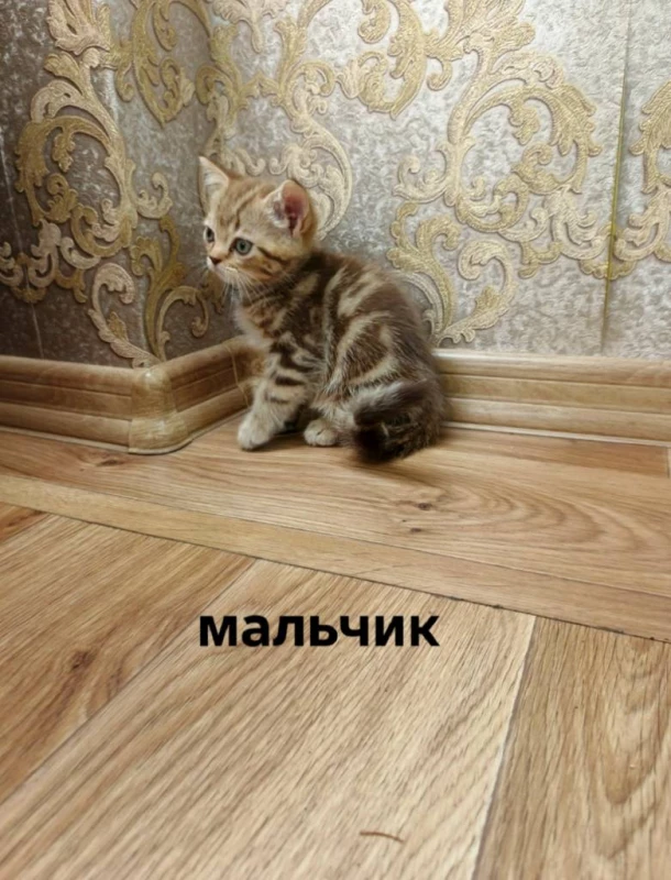 Мраморные шотландские котята, Кременчук — 2/6