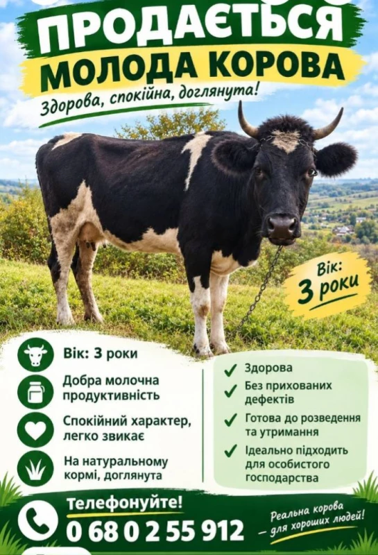 Продам молоду корову, деталі по тел: 0955181737