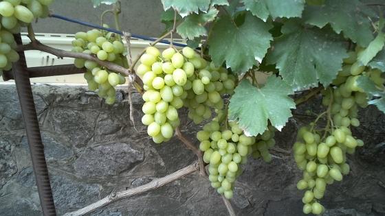 черенки столового винограда