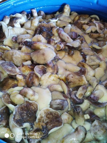 Продам грибы Маслята Солено отварные бочковые