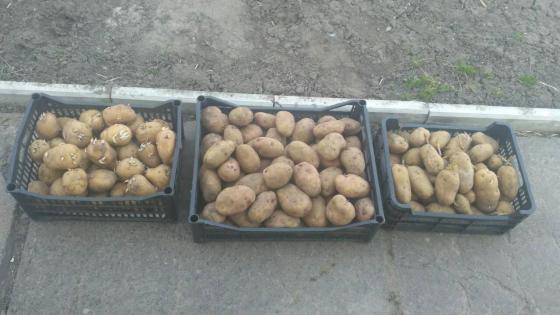Посадкова картопля для розведення