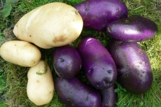 Картофель, картошка, домашний сортовой Черный принц ,Веренея и другие.