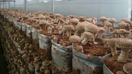 Продам сушеные грибы Шиитаке