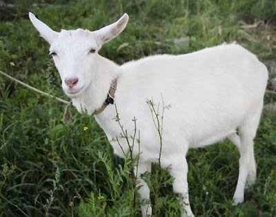 Продам молодую козу зааненской породы возраст 5 месяцев