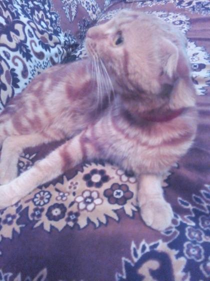 Породам рыжего(мрамор)фолд 1.5года котик