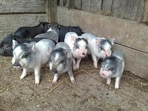 Продам вьетнамских свиней