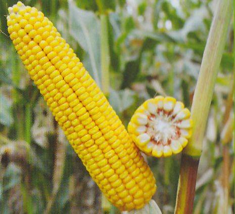 Ранняя кукуруза Пивиха