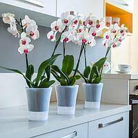 Вазоны для орхидей и комнатных цветов. Большой выбор, низкие цены