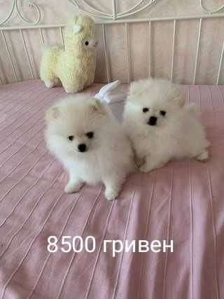 Щенки на продажу