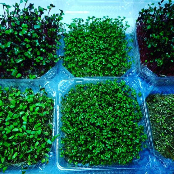 Набори мікрозелені для самостійного вирощування