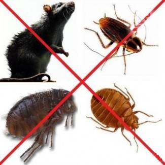 Уничтожение тараканов, блох, клопов, мышей и крыс.