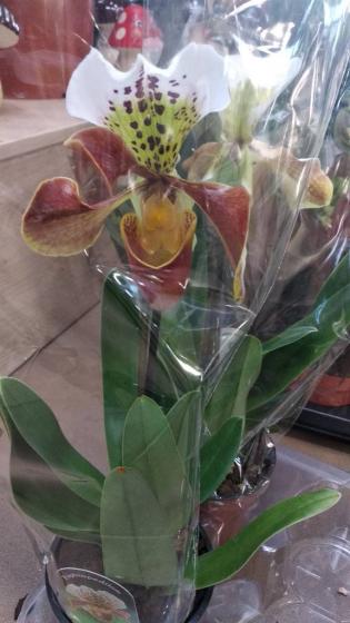 Продам орхідею (Пафиопедилум/Paphiopedilum)