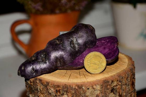 Картопля фіолетова сорту Вітелот