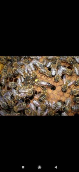 Бджолопакети Дадан