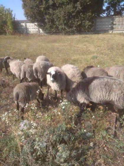 Продам овец недорого