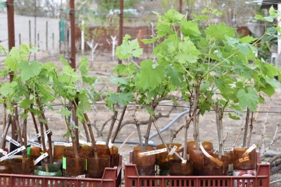 Продам вегетирующие саженцы крупно-плодных столовых сортов винограда