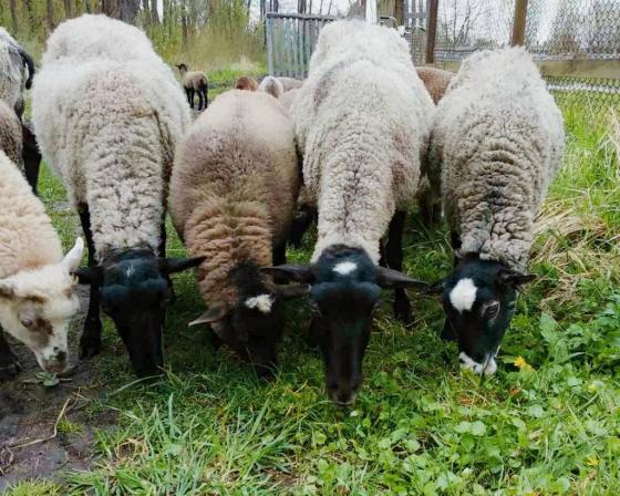 Продаються вівці матки породи Романівська