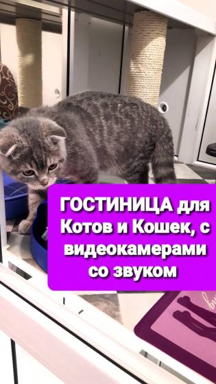 100грн/сут-ГОСТИНИЦА(передержка)для Котов и Кошек