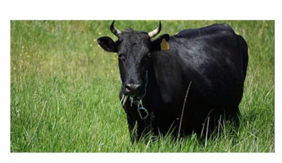 Продаю корову породы Украинская степеая
