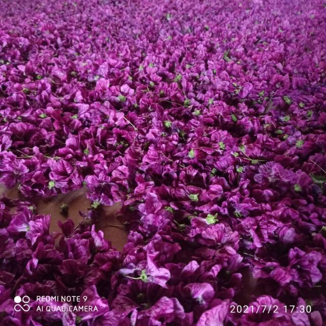 Продам сушені квіти мальви мавританська