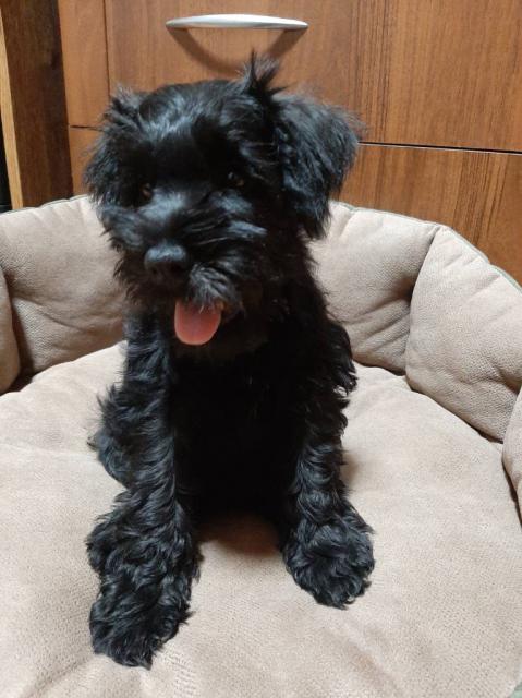 Щенки для Вашей семьи