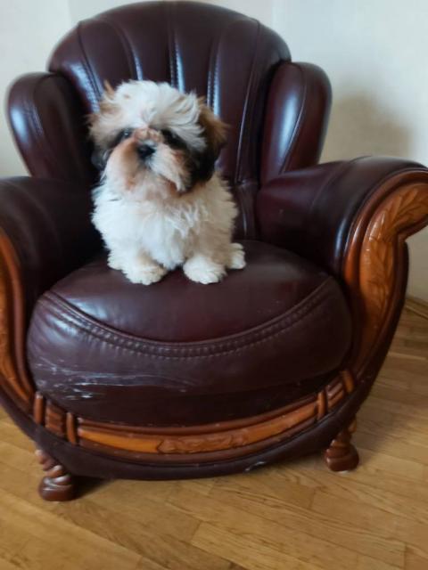 Ши-тцу мини мальчик и девочка